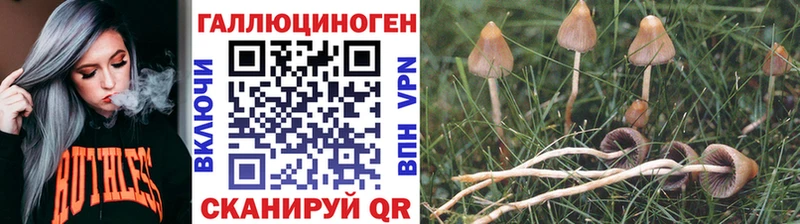 закладка  Сальск  Галлюциногенные грибы Psilocybe 